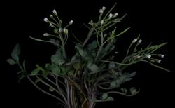 Cardamine thalassica. Plant with rosette leaves and flowering inflorescences.
 Image: P.B. Heenan © Landcare Research 2019 CC BY 3.0 NZ